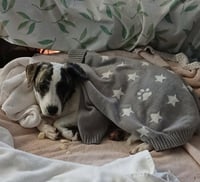 Suki - Photo 3