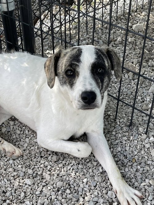 SUKI - Terrier / Australian Cattle Dog/Blue Heeler available for adoption