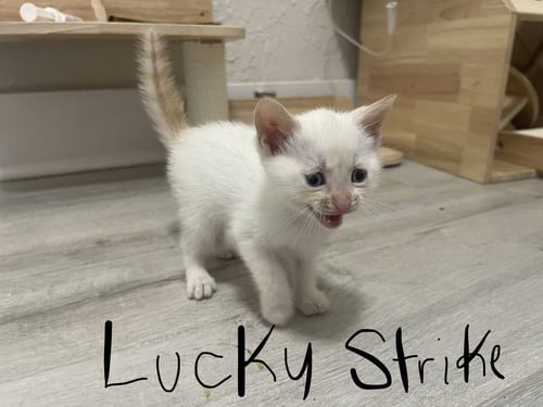 LUCKY STRIKE - Domestic Short Hair available for adoption