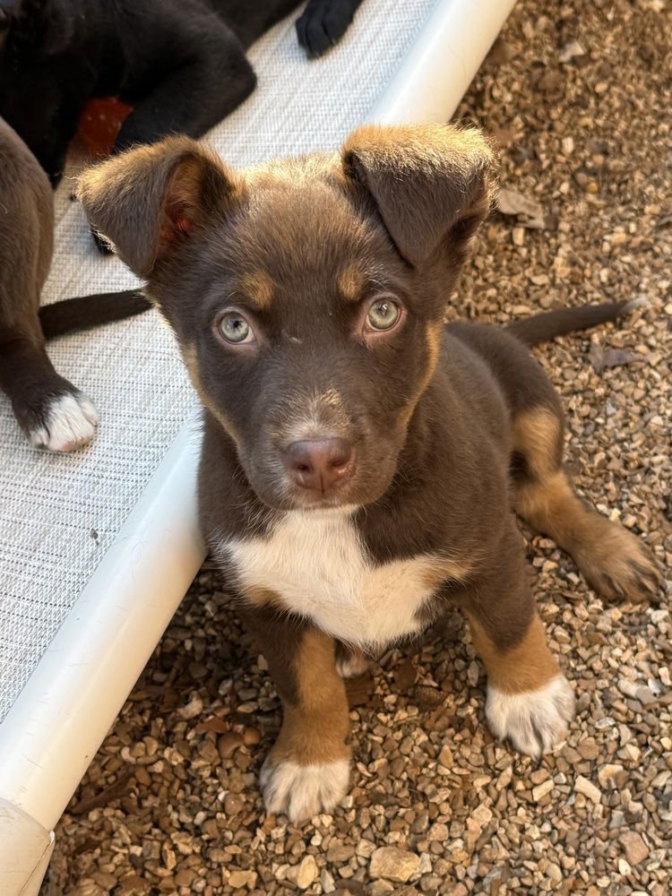 WYANDOTTE - Australian Shepherd / Shepherd available for adoption