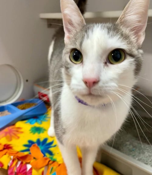 RAVE - Domestic Short Hair available for adoption