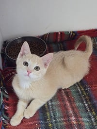 Butterscotch - Photo 1