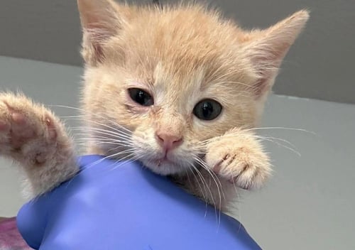 BUTTERSCOTCH - Domestic Short Hair available for adoption
