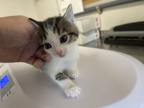 SARA - Domestic Short Hair available for adoption