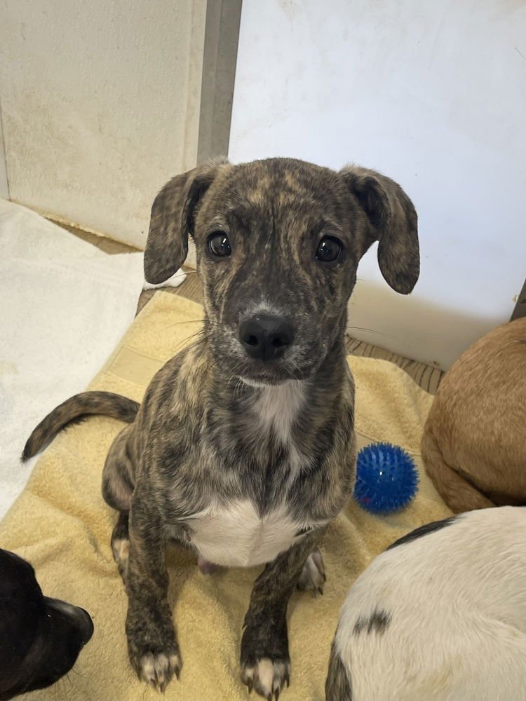 GUY DIAMOND - Terrier / Australian Cattle Dog/Blue Heeler available for adoption