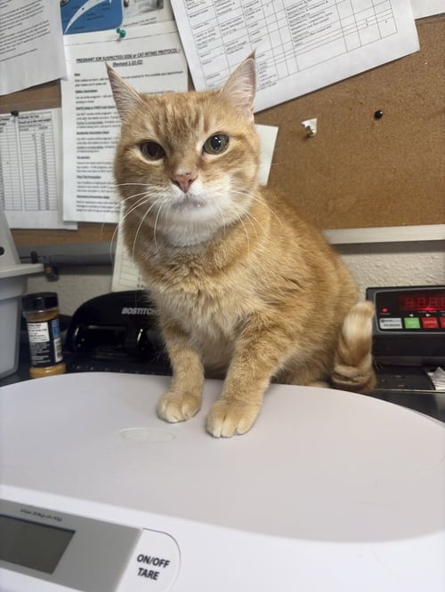 KITTY - Domestic Short Hair available for adoption