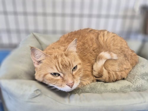 KITTY - Domestic Short Hair available for adoption