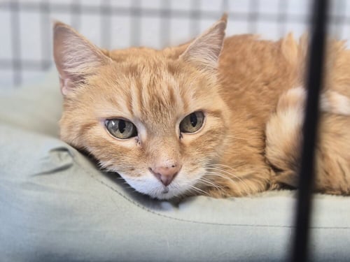 KITTY - Domestic Short Hair available for adoption