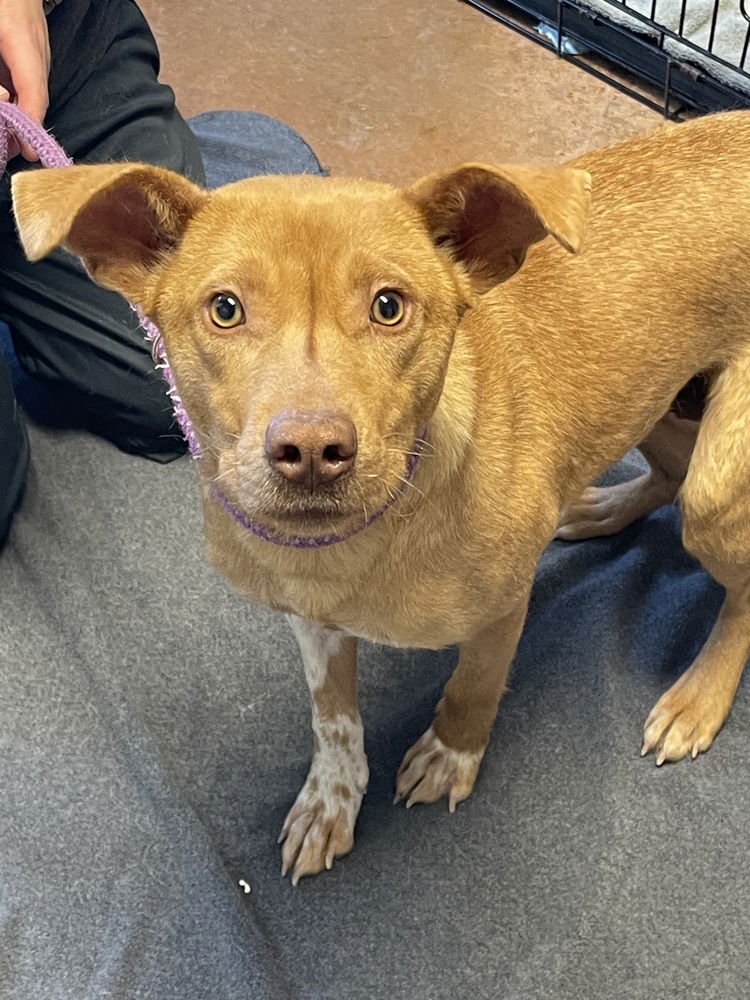 STELLA - Vizsla / Terrier available for adoption