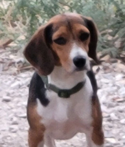 BILL - Beagle available for adoption