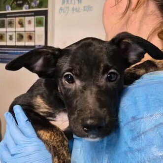 MILEY - Australian Cattle Dog/Blue Heeler available for adoption