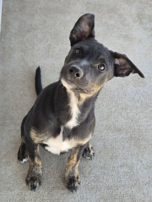 MILEY - Australian Cattle Dog/Blue Heeler available for adoption