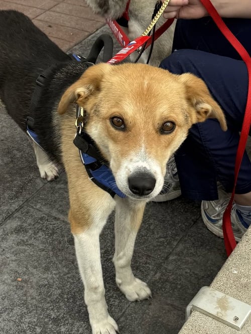 AXEL - Australian Cattle Dog/Blue Heeler / German Shepherd Dog available for adoption