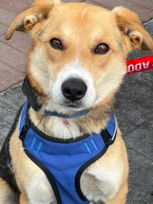 AXEL - Australian Cattle Dog/Blue Heeler / German Shepherd Dog available for adoption