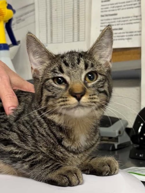 DICE - Domestic Short Hair available for adoption