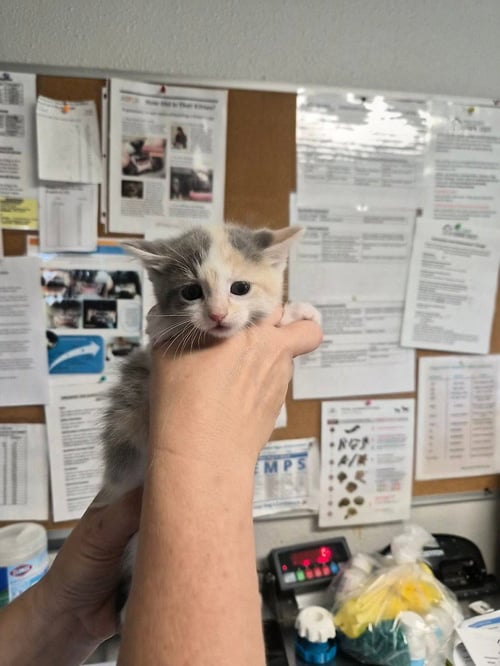SHEIN - Domestic Short Hair available for adoption