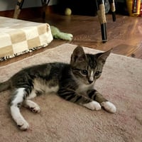 Hansel - Photo 2