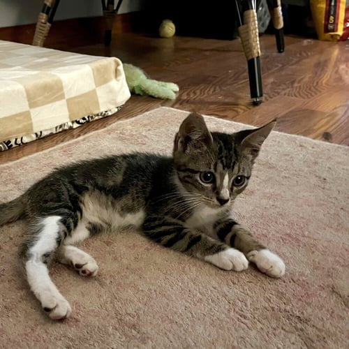 HANSEL - Domestic Short Hair available for adoption