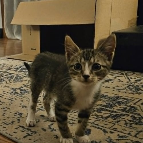 HANSEL - Domestic Short Hair available for adoption