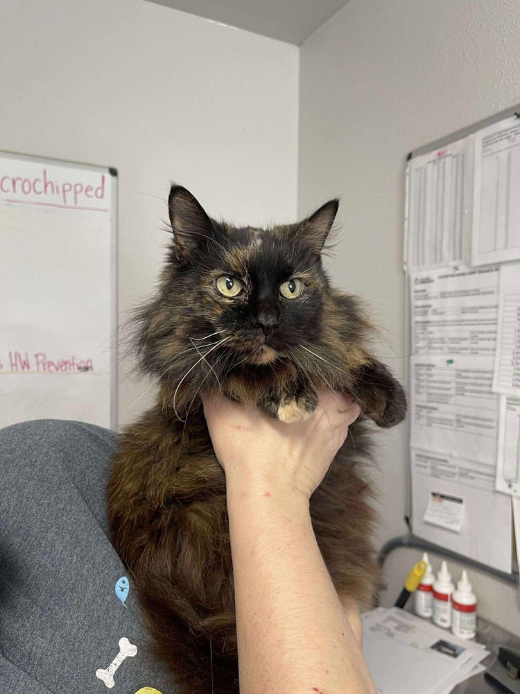 MIDGE - Domestic Long Hair available for adoption