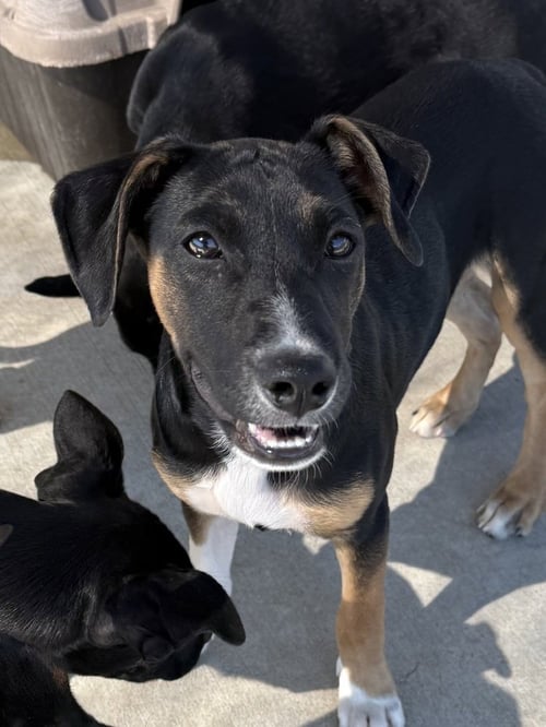 BIEBER - Australian Cattle Dog/Blue Heeler available for adoption