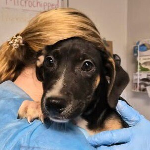 BIEBER - Australian Cattle Dog/Blue Heeler available for adoption
