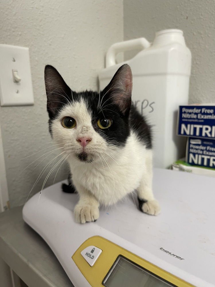 FOOFOO - Domestic Short Hair available for adoption