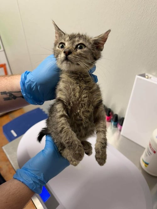 DIXY - Domestic Short Hair available for adoption