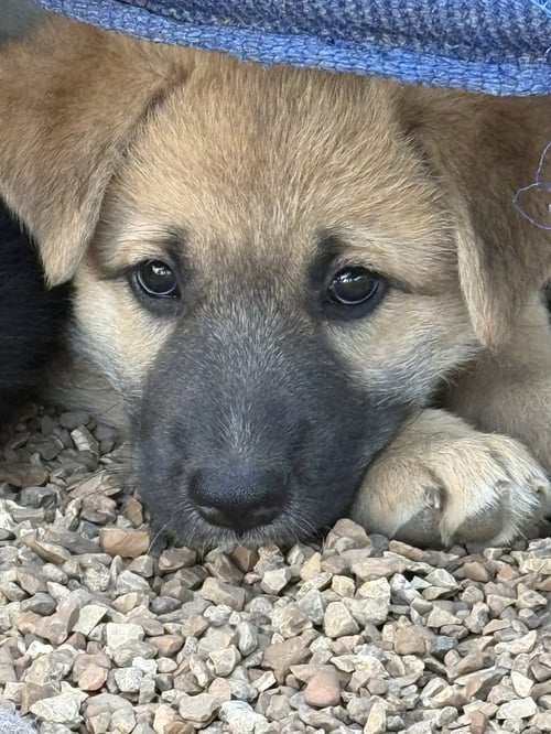 STICKS - German Shepherd Dog available for adoption