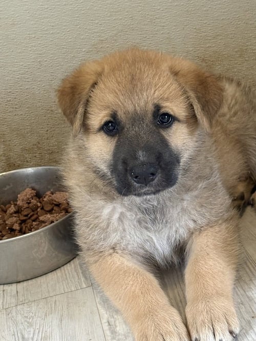 STICKS - German Shepherd Dog available for adoption