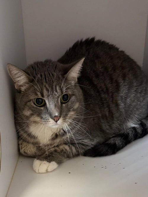 MAVIS - Domestic Short Hair available for adoption