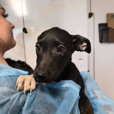 ARIANA - Australian Cattle Dog/Blue Heeler available for adoption