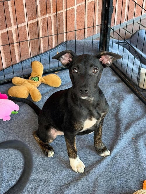 ARIANA - Australian Cattle Dog/Blue Heeler available for adoption