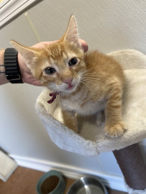 SKIPPER - Domestic Short Hair available for adoption