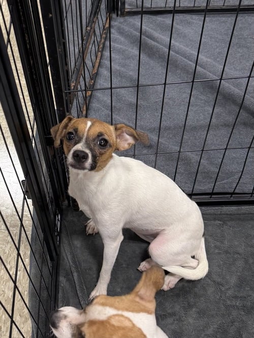 MARSHMALLOW - Chihuahua / Pug available for adoption