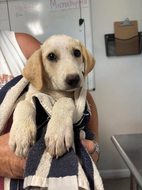PEACHES - Labrador Retriever available for adoption