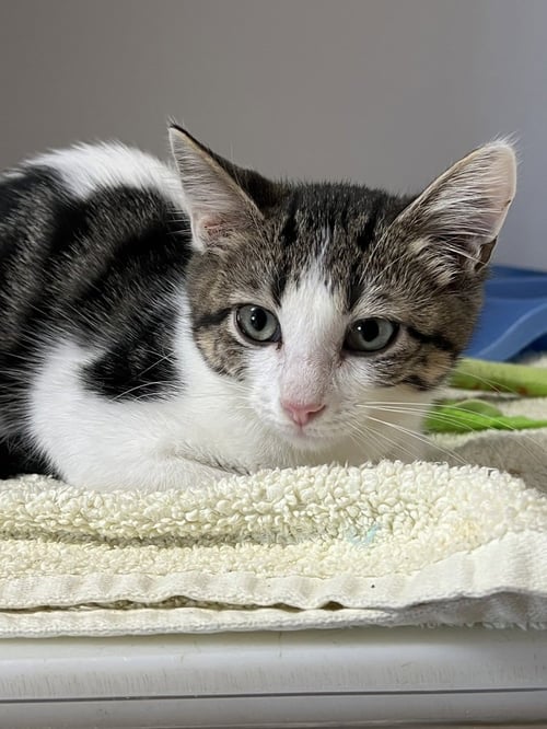 MANTIS - Domestic Short Hair available for adoption