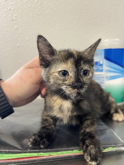 FETTUCCINI - Domestic Short Hair available for adoption