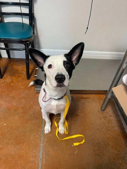FANCY - Border Collie / Terrier available for adoption