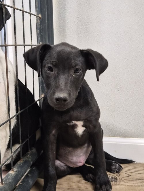 SPIRIT - Labrador Retriever / Pit Bull Terrier available for adoption