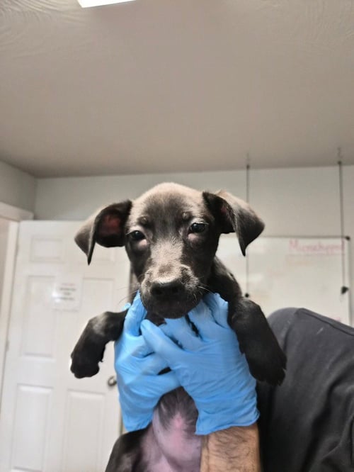 SPIRIT - Labrador Retriever / Pit Bull Terrier available for adoption