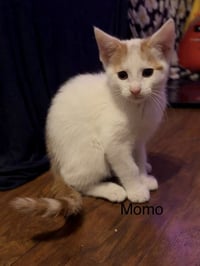 Momo - Photo 1