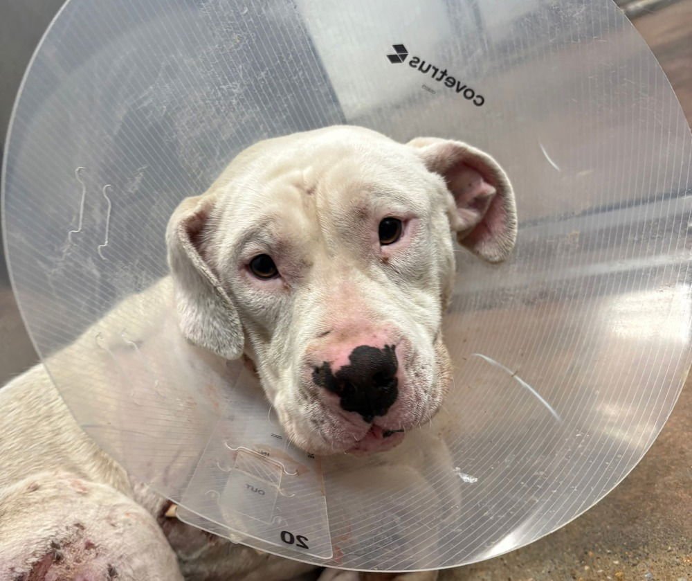 BUBBA - American Bulldog available for adoption