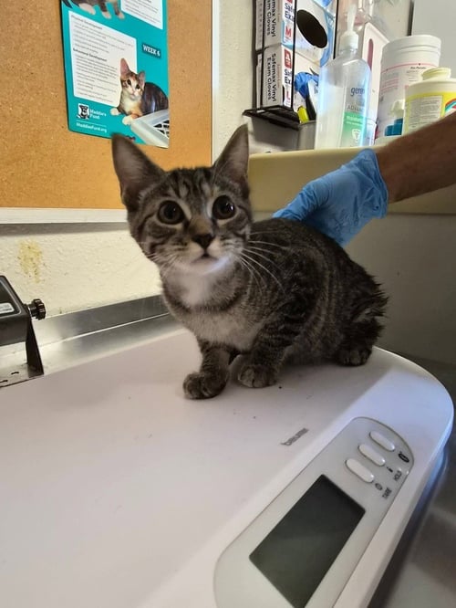 AMOR - Domestic Short Hair available for adoption