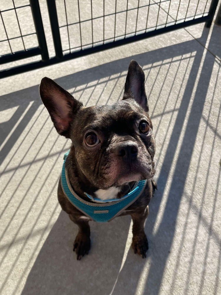 MAXWELL - French Bulldog available for adoption
