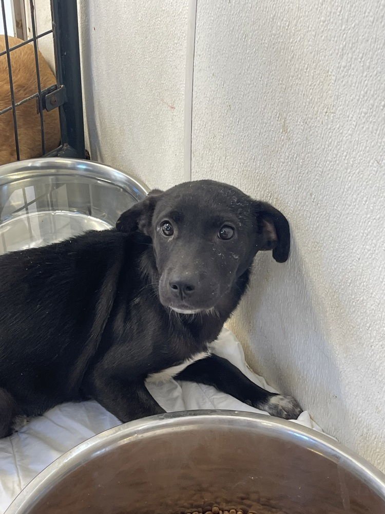 VIVA - Terrier / Australian Cattle Dog/Blue Heeler available for adoption