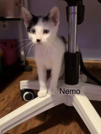 Nemo - Photo 1