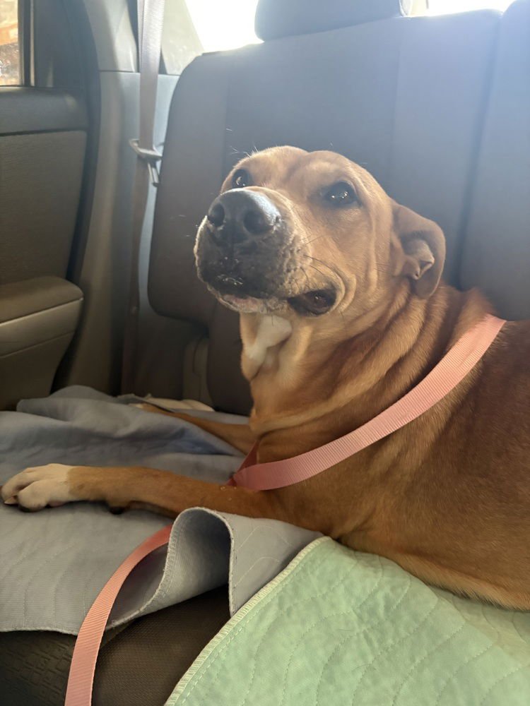 RUBY - Pit Bull Terrier available for adoption