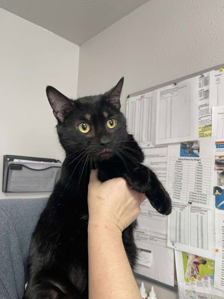 SPARROW - Domestic Short Hair available for adoption