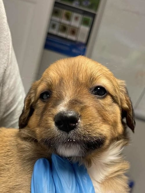 ELIO - Jack Russell Terrier / Rhodesian Ridgeback for adoption in Springfield
